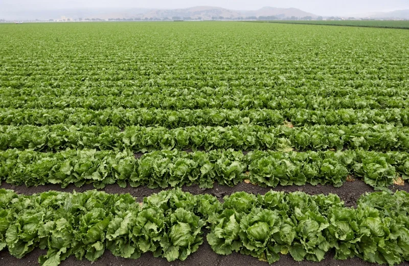US health officials declare end to largest recorded cyclosporiasis outbreak